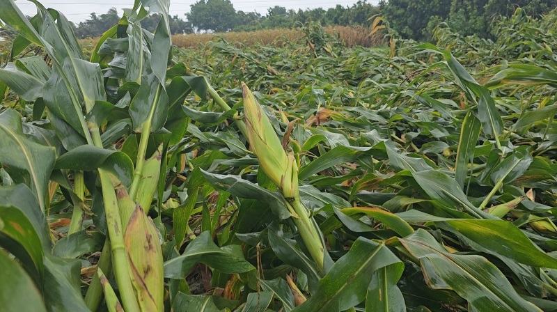 নাটোরে একদিনের ঝড়ে কৃষিতে ৫১ কোটি টাকার ক্ষতি