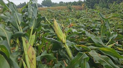 নাটোরে একদিনের ঝড়ে কৃষিতে ৫১ কোটি টাকার ক্ষতি