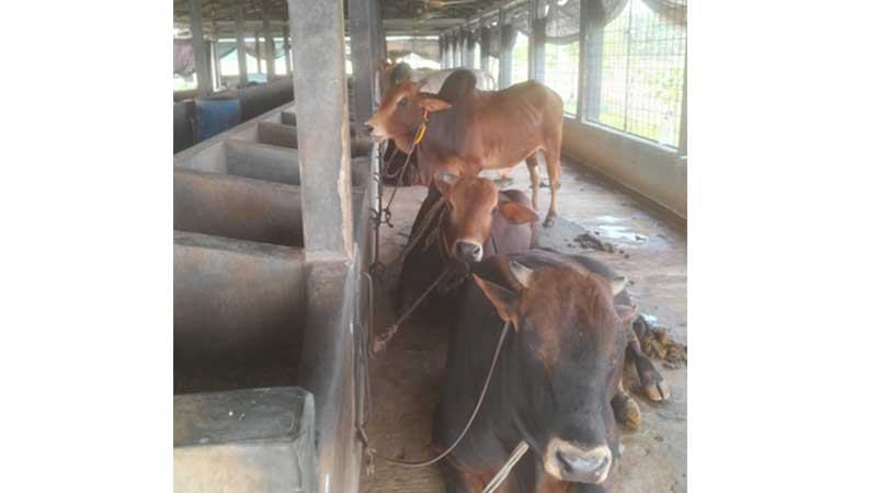 যশোরে চাহিদার তুলনায় উদ্বৃত্ত কোরবানির পশু