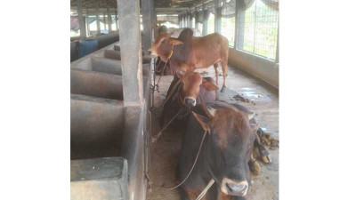 যশোরে চাহিদার তুলনায় উদ্বৃত্ত কোরবানির পশু