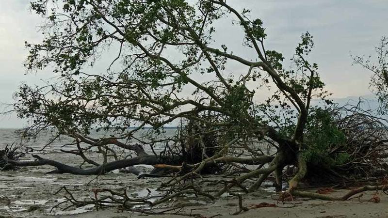 ঘূর্ণিঝড় রেমাল : সুন্দরবনে ৯৬ হরিণসহ ১০১ প্রাণীর মৃতদেহ উদ্ধার