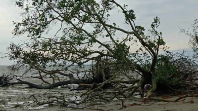 ঘূর্ণিঝড় রেমাল : সুন্দরবনে ৯৬ হরিণসহ ১০১ প্রাণীর মৃতদেহ উদ্ধার