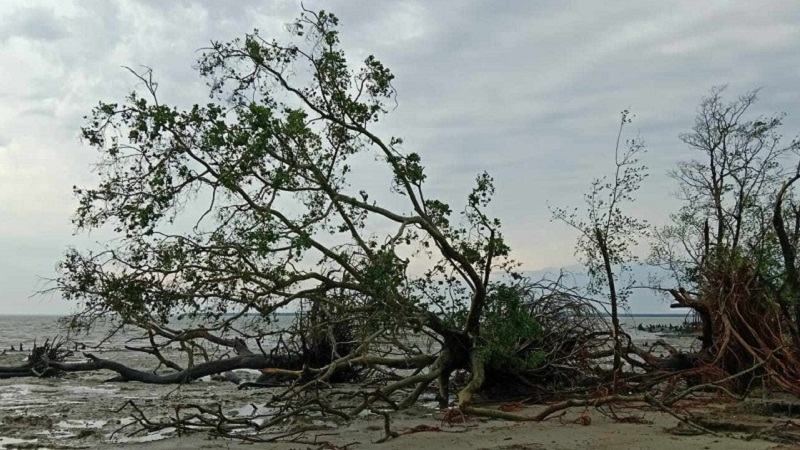 ঘূর্ণিঝড় রেমাল: ১১১টি হরিণসহ সুন্দরবনে মৃত প্রাণীর সংখ্যা বেড়ে ১১৬