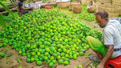চলতি মৌসুমে ইউরোপে ৩০০ টন রফতানির লক্ষ্য