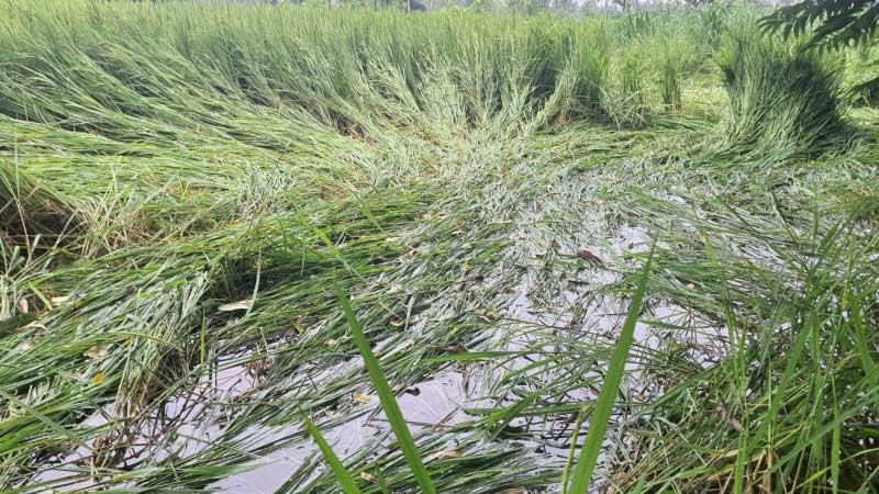 ঘূর্ণিঝড় রেমালে ক্ষতিগ্রস্ত সাড়ে ৮ হাজার হেক্টর জমির ফসল