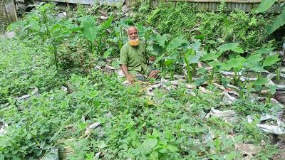 রংপুরে বস্তায় সবজি চাষ