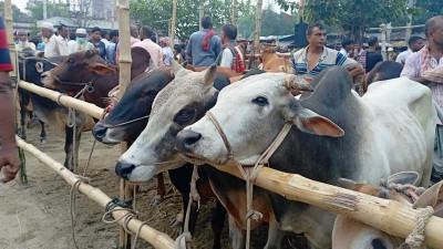 চাঁপাইনবাবগঞ্জে চাহিদার তুলনায় কোরবানির পশু ২৯ শতাংশ বেশি