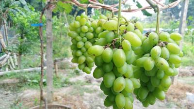 ফরিদপুরে একসঙ্গে শতাধিক জাতের আঙুর চাষ