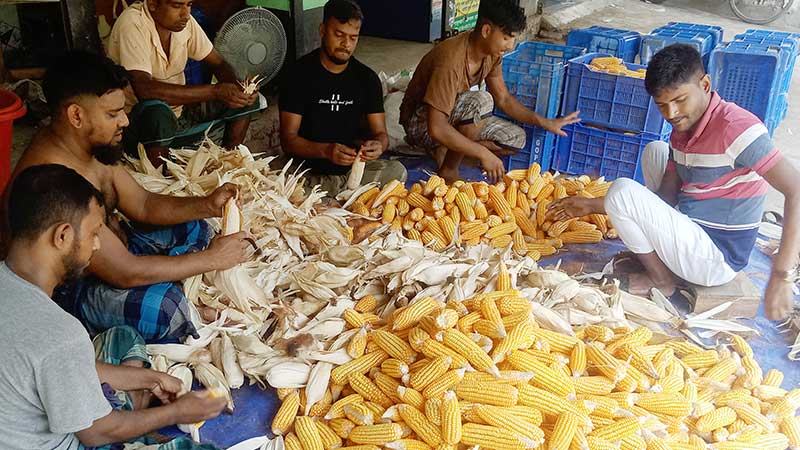 প্রণোদনায়ও সাতক্ষীরায় ভুট্টার উল্লেখযোগ্য আবাদ বাড়ছে না
