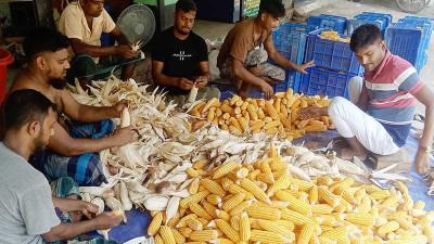 প্রণোদনায়ও সাতক্ষীরায় ভুট্টার উল্লেখযোগ্য আবাদ বাড়ছে না