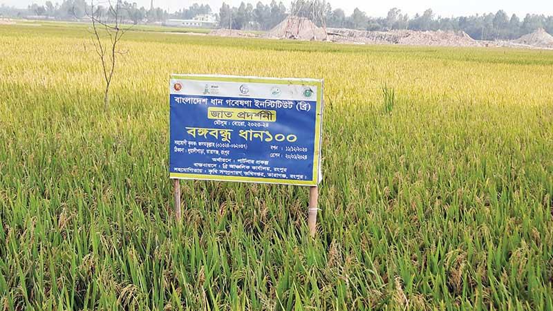 রংপুরে জিংকসমৃদ্ধ ধানের আবাদ বেড়েছে ১৬ শতাংশ