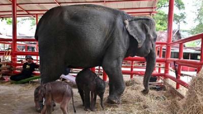 Rare elephant twins born in dramatic birth in Thailand