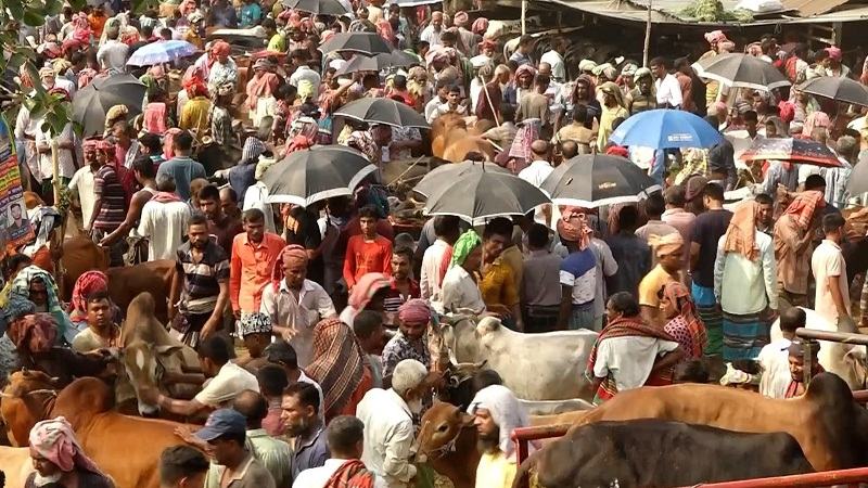জমজমাট হয়ে উঠছে কুষ্টিয়ার পশুর হাট