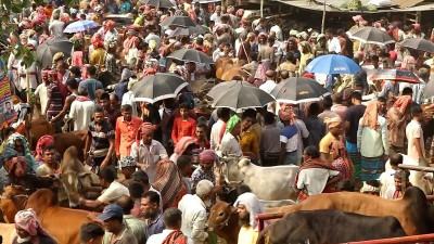 জমজমাট হয়ে উঠছে কুষ্টিয়ার পশুর হাট