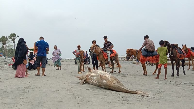 কুয়াকাটায় ভেসে এসেছে ১০ ফুট লম্বা মৃত ডলফিন