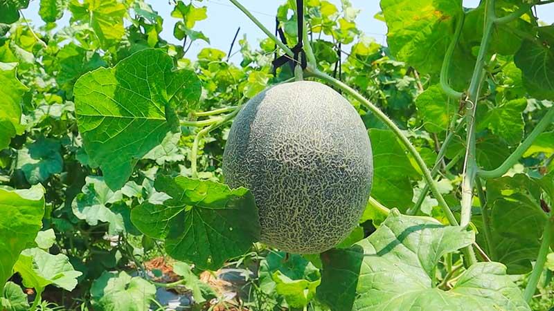 সাতক্ষীরায় চাষ হচ্ছে মরুভূমির ফল রকমেলন