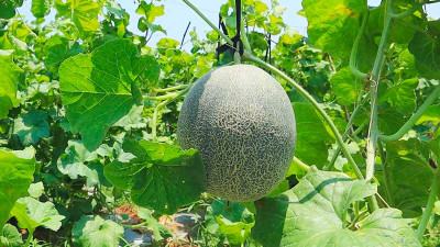 সাতক্ষীরায় চাষ হচ্ছে মরুভূমির ফল রকমেলন