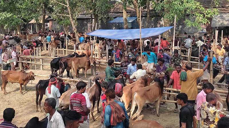 সিরাজগঞ্জের হাটগুলোয় পশু সরবরাহ বাড়লেও বিক্রি কম