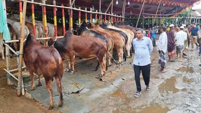 ছোট ও মাঝারি আকারের গরুর চাহিদা বেশি