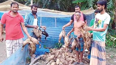 নেত্রকোনায় ভাইরাস আক্রান্ত ১৫ হাজার হাঁসের মৃত্যু