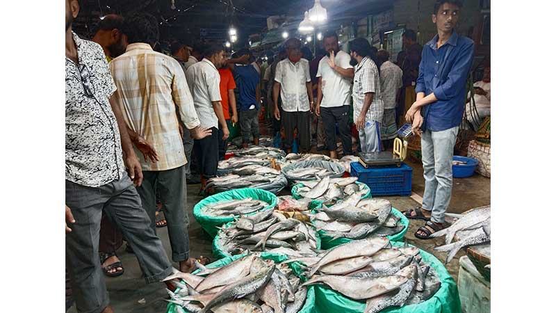 চাঁদপুরে ইলিশের সরবরাহ বাড়লেও দাম কমেনি