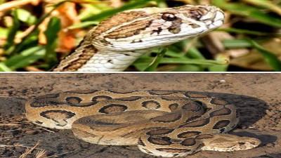 Russell's Viper: Environment Ministry issues awareness guidelines