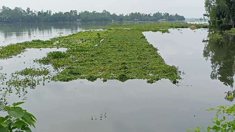কুড়িগ্রামে ১৩২০ হেক্টর জমির ফসল পানিতে নিমজ্জিত