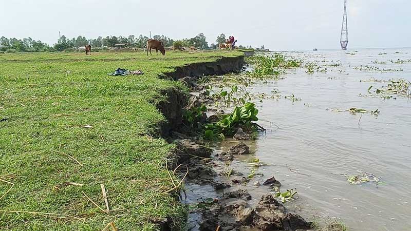যমুনায় ভাঙছে মানিকগঞ্জের আলোকদিয়া চর