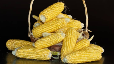 ভুট্টার আবাদ বাড়ছে ব্রাহ্মণবাড়িয়ায়