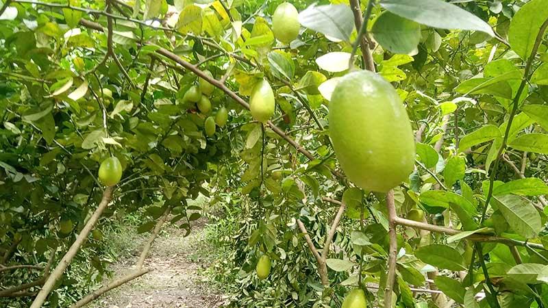 সাতক্ষীরায় চাষ হচ্ছে বিচিবিহীন লেবু