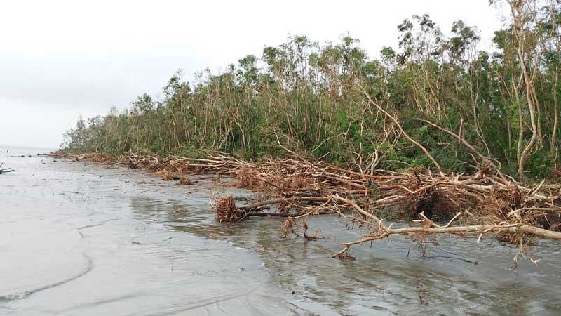 বরগুনার সংরক্ষিত টেংরাগিরি বনাঞ্চলের গাছ কমছে