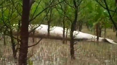 বরগুনায় ভেসে এসেছে মৃত তিমি