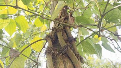 কম খরচে লাভ বেশি, নড়াইলে বাড়ছে চুইঝাল আবাদ