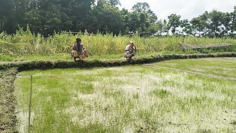 কুষ্টিয়ায় অধিক ফলনের কথা বলে বিক্রি করা হলেও ৪০ শতাংশ বীজে চারাই গজায়নি