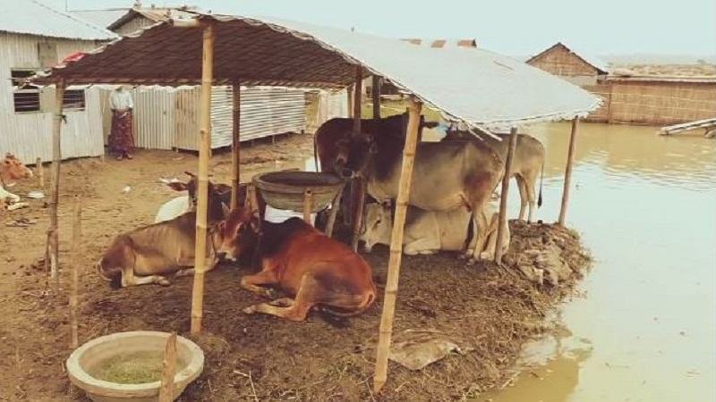 সিরাজগঞ্জে যমুনার পানি এখনো বিপৎসীমার ওপরে