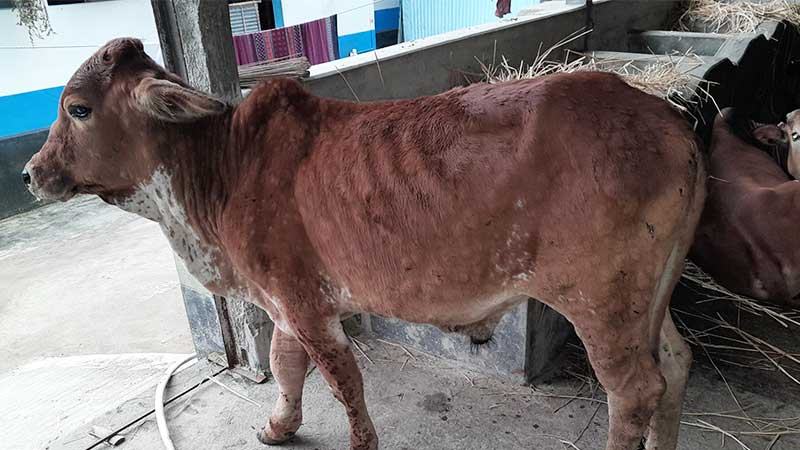 আতঙ্কে গরু বিক্রি করে দিচ্ছেন কৃষক ও খামারিরা