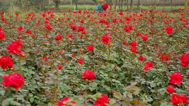 ফুল সবজি মাছের রেণু নিয়ে বিপাকে যশোরের চাষীরা