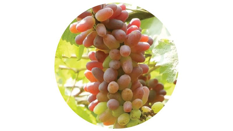 মহেশপুরে বাণিজ্যিকভাবে আঙুর চাষ