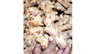 আমদানি কমায় সাতক্ষীরায় আদার দাম বেড়েছে