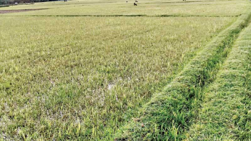 সাতক্ষীরায় আমনের বীজতলা করতে পারছেন না কৃষক