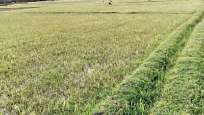 সাতক্ষীরায় আমনের বীজতলা করতে পারছেন না কৃষক
