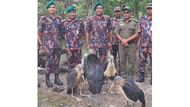 সুন্দরবনে অবমুক্ত বিরল প্রজাতির হাড়গিলা পাখি