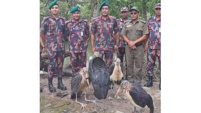 সুন্দরবনে অবমুক্ত বিরল প্রজাতির হাড়গিলা পাখি