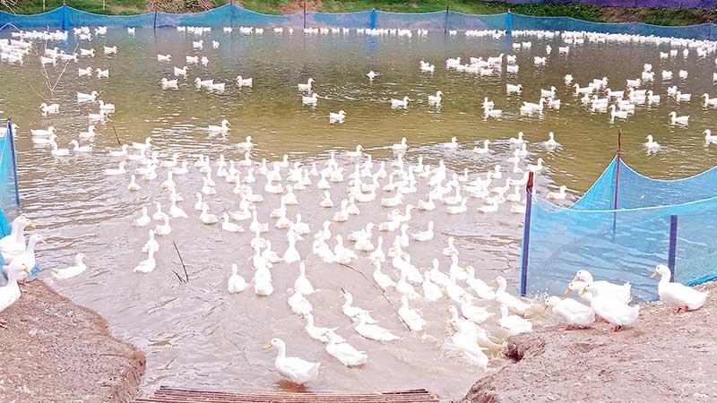 সাতক্ষীরায় গড়ে উঠছে বেলজিয়াম হাঁসের খামার