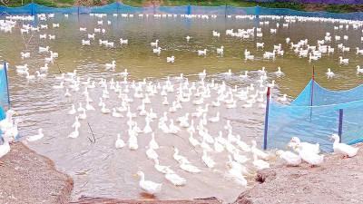সাতক্ষীরায় গড়ে উঠছে বেলজিয়াম হাঁসের খামার