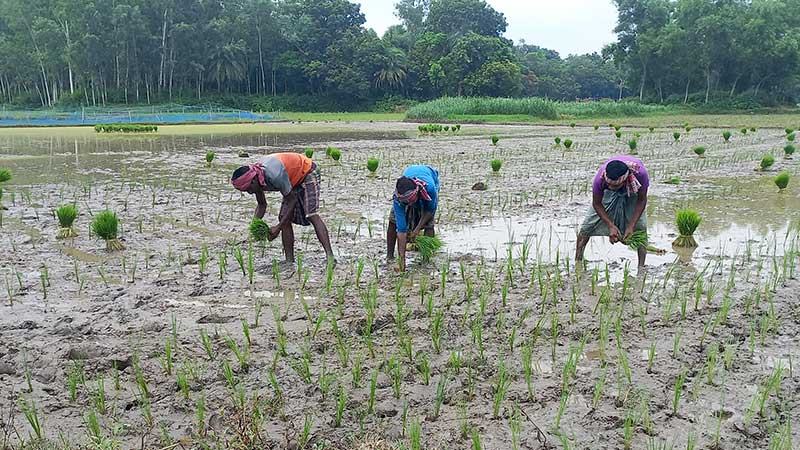 বগুড়ায় চলতি মৌসুমে আমন আবাদ বেড়েছে