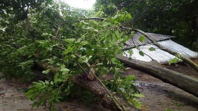 গাইবান্ধায় হঠাৎ ঝড়ে গাছপালা ও ঘরবাড়ির ব্যাপক ক্ষয়ক্ষতি