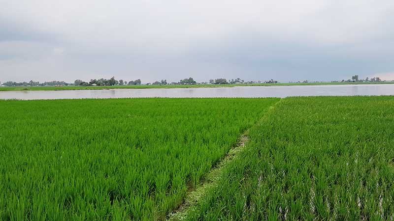 লালমনিরহাটে তিস্তায় জেগে ওঠা চরে আমন আবাদ