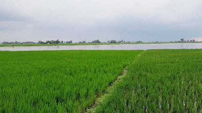 লালমনিরহাটে তিস্তায় জেগে ওঠা চরে আমন আবাদ