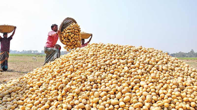 নারায়ণগঞ্জে বেড়েছে আলুর দাম